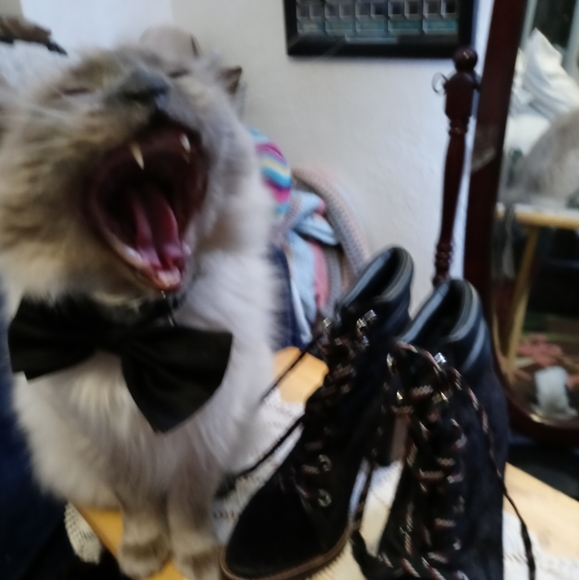 Meet your Posher, Lindi - Picture 2 of 3